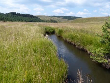 Zlato na borovima, prvi deo – Izdavanje vikendice na Zlatiboru – Dream House Zlatibor